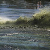 Una plaga de algas