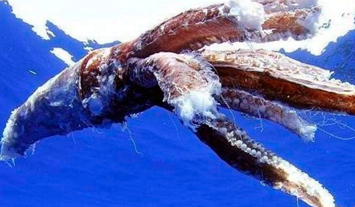 Calamares gigantes: Una leyenda real Calamares gigantes: Una leyenda real