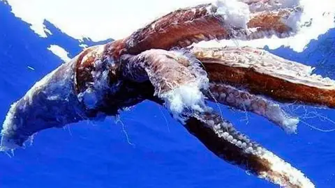 Calamar gigante Calamar gigante