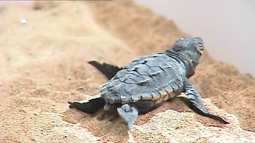 Nacen más de la mitad de las tortugas bobas desovadas en Marbella hace dos meses Nacen más de la mitad de las tortugas bobas desovadas en Marbella hace dos meses