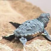 Frame 0.675645 de: Nacen las primeras 3 tortugas bobas de los huevos encontrados en una playa de Valencia 