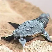 Tortuga Caretta Caretta en València Tortuga Caretta Caretta en València