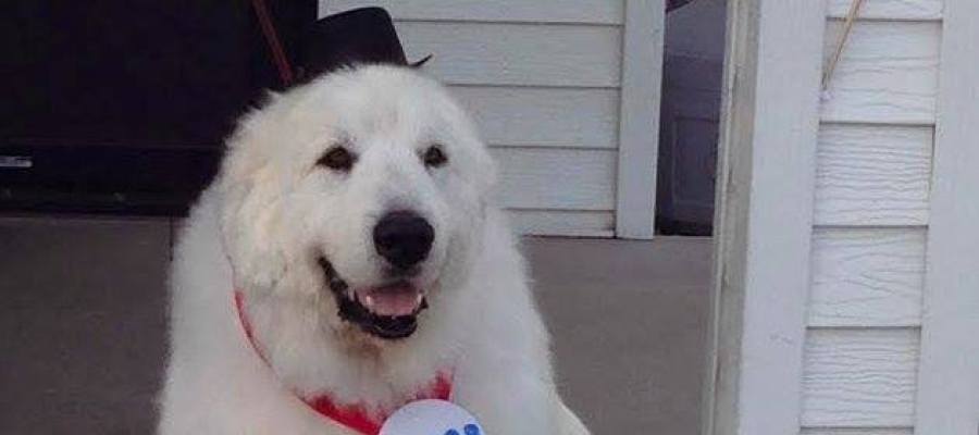 Duke, el perro alcalde Duke, el perro alcalde