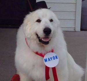 Duke, el perro alcalde Duke, el perro alcalde