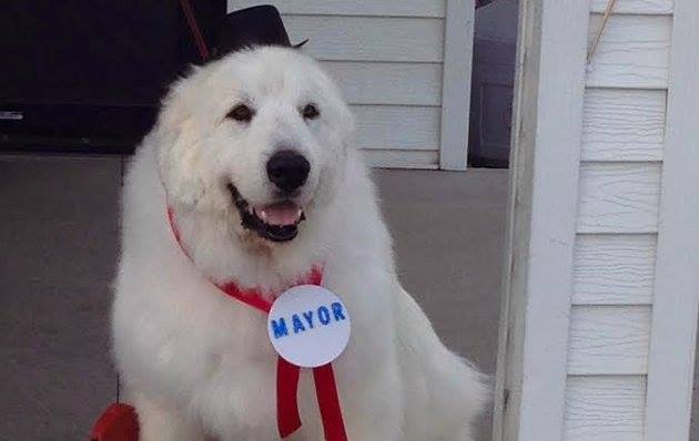 Duke, el perro que ha ganado por tercera vez las elecciones de Missouri Duke, el perro que ha ganado por tercera vez las elecciones de Missouri