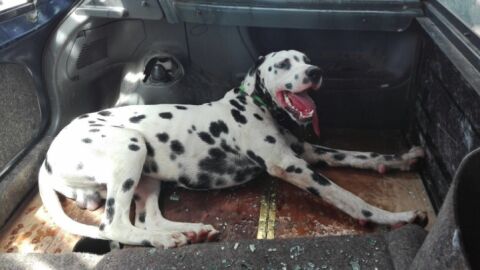 La Polic&iacute;a Local de Badajoz rescata un perro encerrado en un coche en el aparcamiento de un centro comercial