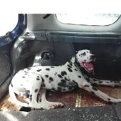 Rescate de un perro encerrado en un coche en el aparcamiento de un centro comercial