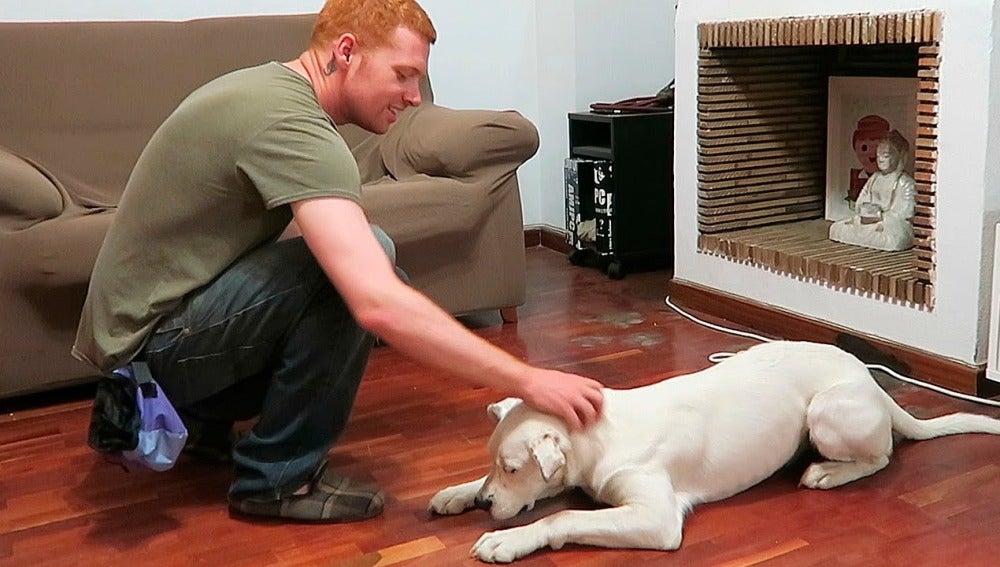 Cómo enseñar a tu perro a sentarse y tumbarse