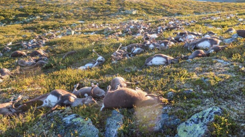 Una tormenta el&eacute;ctrica ha causado la muerte a 323 renos en el parque natural de Hardangervidda, al sur de Noruega