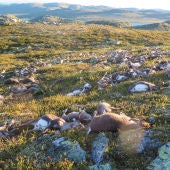 Una tormenta eléctrica ha causado la muerte a 323 renos en el parque natural de Hardangervidda, al sur de Noruega