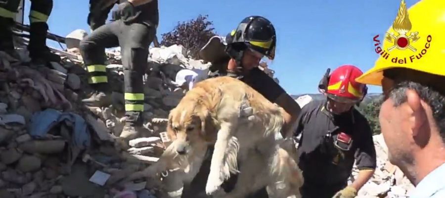 Los bomberos rescatando al perro de entre los escombros nueve días después del terremoto de Italia Los bomberos rescatando al perro de entre los escombros nueve días después del terremoto de Italia