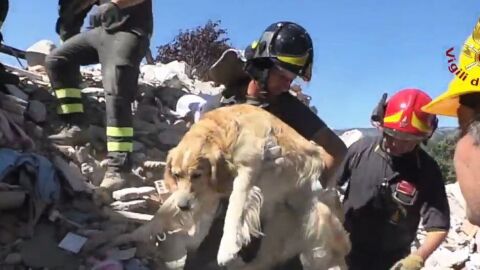 Los bomberos rescatando al perro de entre los escombros nueve d&iacute;as despu&eacute;s del terremoto de Italia