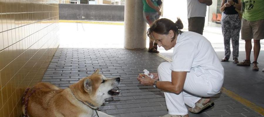 La perra Maya permanece desde hace cuatro días a las puertas de urgencias del hospital de Elda, en Alicante, desde que su dueña, de 22 años La perra Maya permanece desde hace cuatro días a las puertas de urgencias del hospital de Elda, en Alicante, desde que su dueña, de 22 años