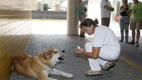 La perra Maya permanece desde hace cuatro días a las puertas de urgencias del hospital de Elda, en Alicante, desde que su dueña, de 22 años La perra Maya permanece desde hace cuatro días a las puertas de urgencias del hospital de Elda, en Alicante, desde que su dueña, de 22 años
