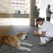  La perra Maya permanece desde hace cuatro días a las puertas de urgencias del hospital de Elda, en Alicante, desde que su dueña, de 22 años