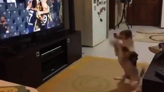 El hincha más pasional del Fenerbahçe... es un perro El hincha más pasional del Fenerbahçe... es un perro