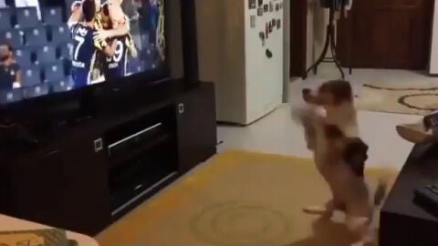 El perro fan del Fenerbah&ccedil;e