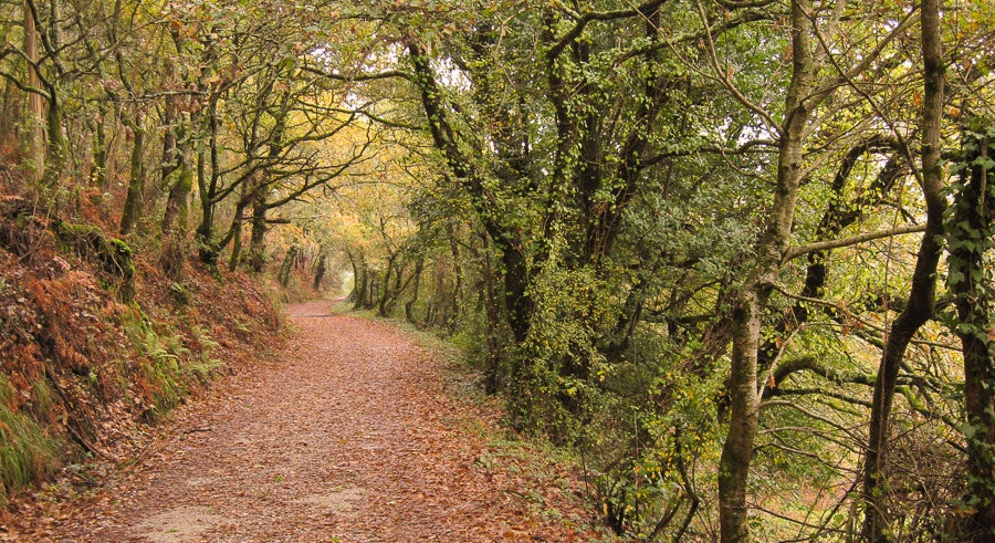 Carmen Moriana, peregrina andaluza: "Lo que más me ha gustado del Camino es el clima y la vegetación" Carmen Moriana, peregrina andaluza: "Lo que más me ha gustado del Camino es el clima y la vegetación"