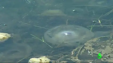 Mar Menor Frame 0.578964 de: Los nitratos de las aguas de regadío amenazan a la fauna del Mar Menor y preocupa la imagen del paraje natural