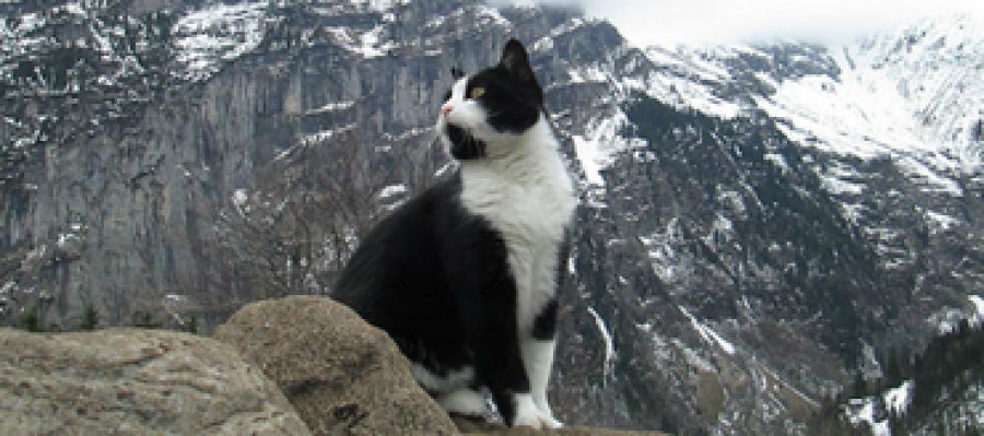 Gato guía de las montañas de Suiza Gato guía de las montañas de Suiza