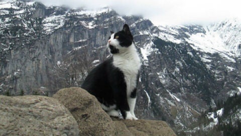Gato gu&iacute;a de las monta&ntilde;as de Suiza