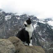 Gato guía de las montañas de Suiza