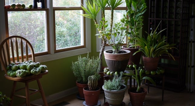 Divulga que algo queda: ¿Es malo dormir con plantas en la habitación? Divulga que algo queda: ¿Es malo dormir con plantas en la habitación?