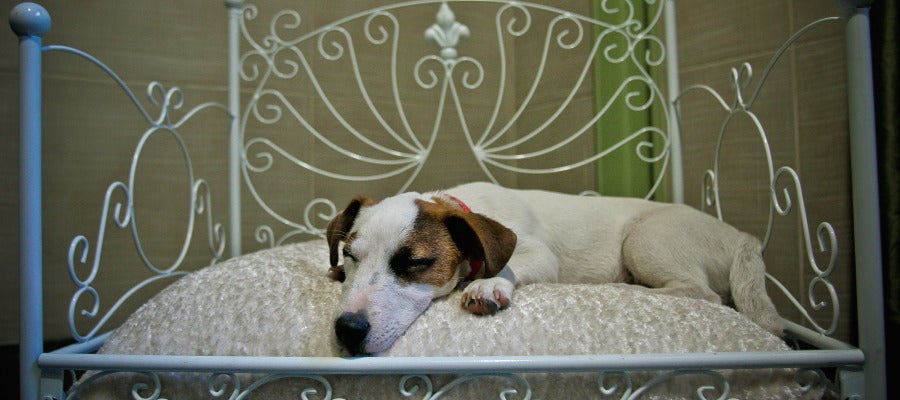Un perro descansa sobre su cama en un hotel 'pet friendly' Un perro descansa sobre su cama en un hotel 'pet friendly'