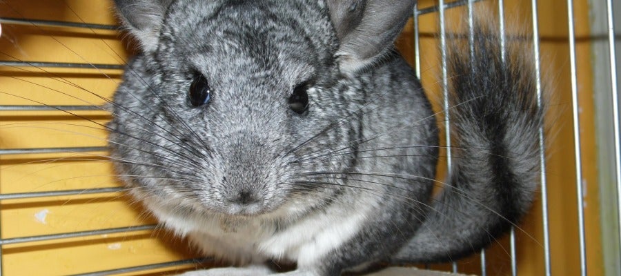 Chinchilla Chinchilla