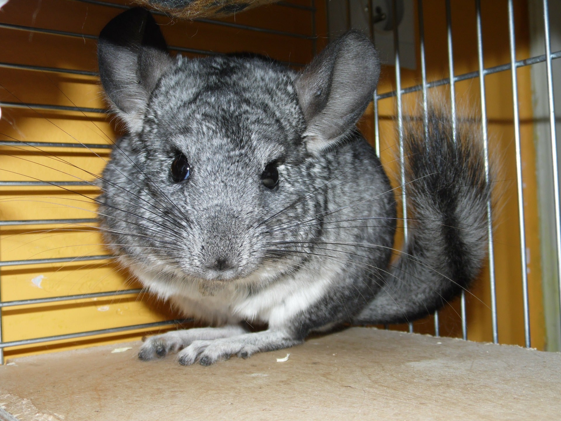 ¿Es aconsejable bañar a las chinchillas? ¿Es aconsejable bañar a las chinchillas?