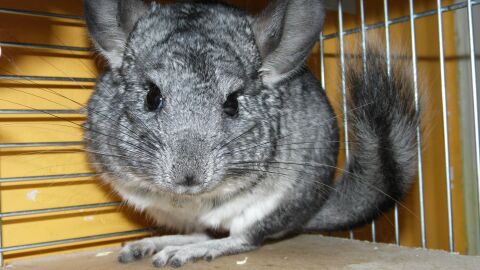 Chinchilla