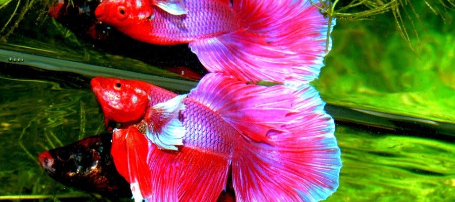 Peces Betta Peces Betta