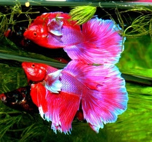 Peces Betta Peces Betta