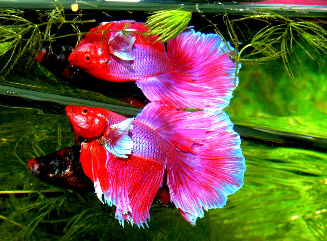 Consejo para criar con nuestros peces Beta Consejo para criar con nuestros peces Beta