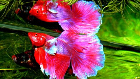 Peces Betta