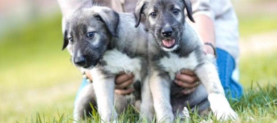 Dos cachorros de perro - Imagen de archivo Dos cachorros de perro - Imagen de archivo