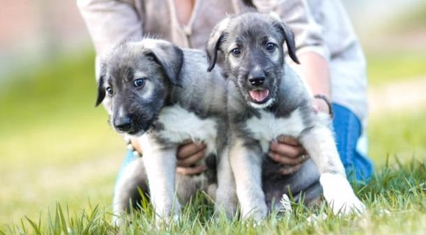 Se registra el primer parto de gemelos en perros Se registra el primer parto de gemelos en perros