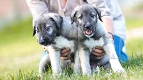 Cullen y Romulus, los primeros cachorros gemelos
