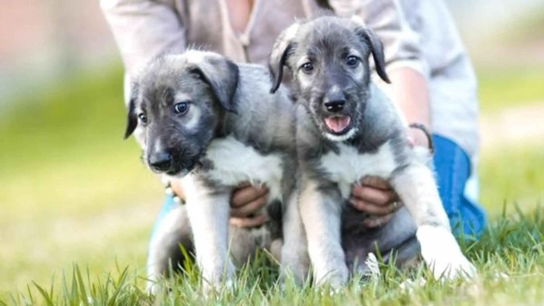 Dos cachorros de perro - Imagen de archivo