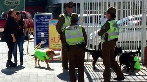 Los perros callejeros patrullando las calles Los perros callejeros patrullando las calles