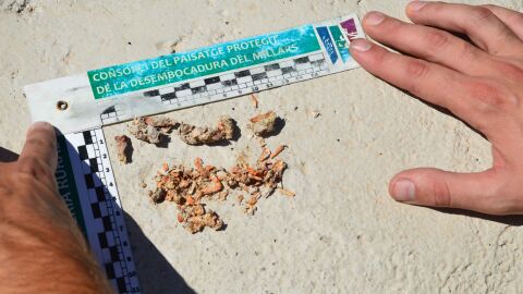 Rastros encontrados de un individuo aguas arriba del azud de Vila-real.