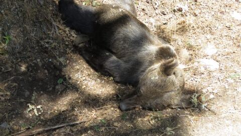 El oso pardo hallado muerto
