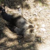 Un oso pardo hallado muerto