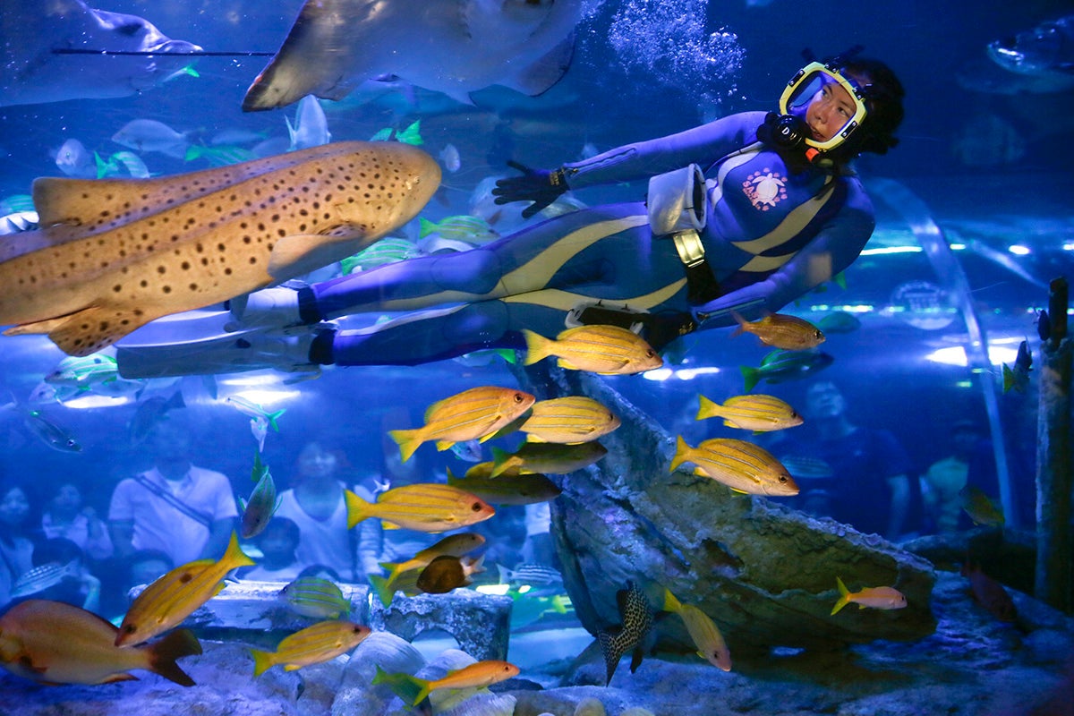 ¿Juegan los 'cachorros' de peces como lo harían otras especies? ¿Juegan los 'cachorros' de peces como lo harían otras especies?