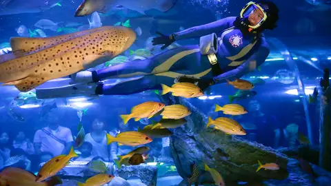 Entre peces (11-09-2016) Una cuidadora alimenta a los peces y tiburones en el acuario de Shinagawa, en Tokio