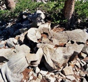 Prometero el árbol más viejo del mundo Prometero el árbol más viejo del mundo