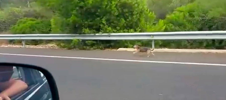 Un perro corre tras el coche de sus dueños tras ser abandonado Un perro corre tras el coche de sus dueños tras ser abandonado