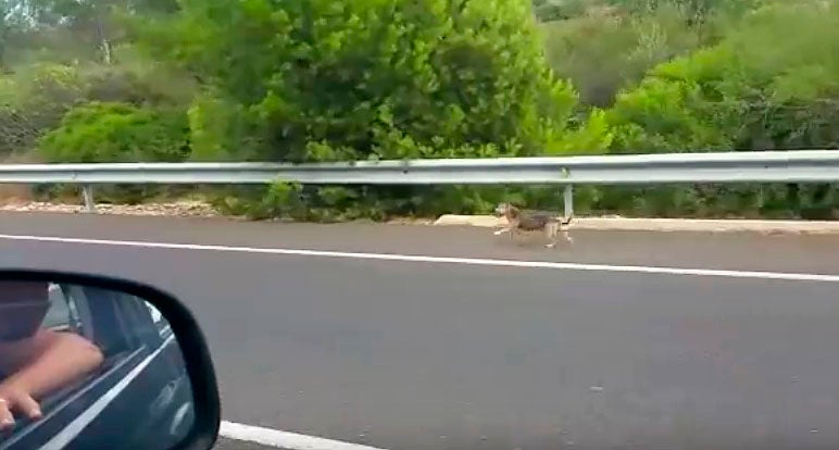 Un perro corre junto al coche de sus dueños varios kilómetros tras ser abandonado Un perro corre junto al coche de sus dueños varios kilómetros tras ser abandonado