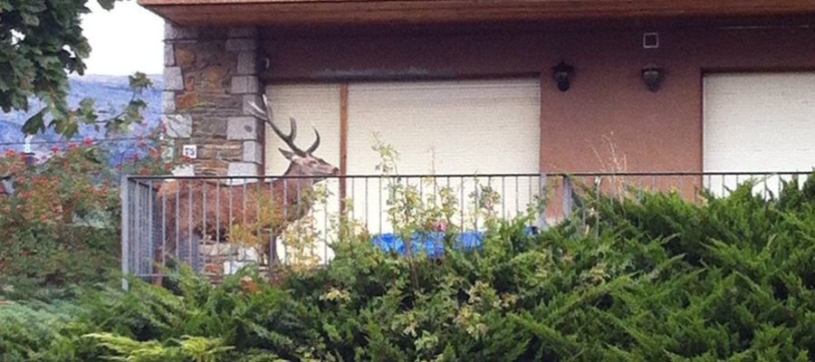 Un ciervo se mete dentro de un balcón