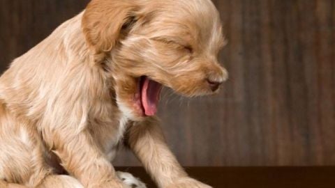 &iquest;Sab&iacute;as que los perros bostezan junto a los humanos por empat&iacute;a?